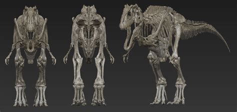 Giganotosaurus Skeleton