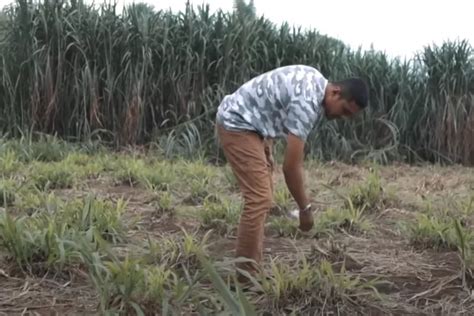 Anak Muda Sukses Jualan Rumput Buat Peternak Sapi Modal Rp500 Ribu