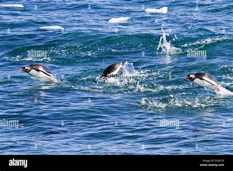 gentoo penguins swimming  res stock photography  images alamy