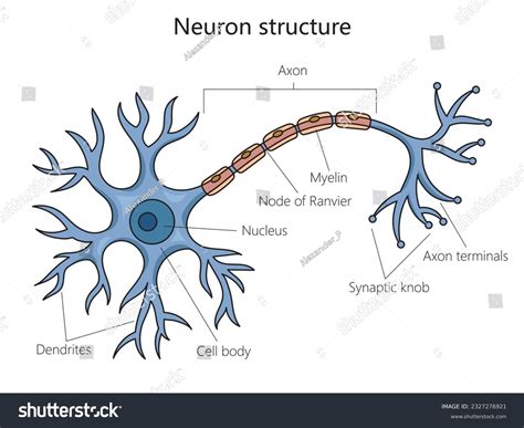 Labeled Neuron