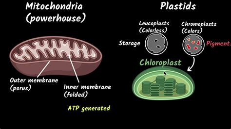 Mitochondria And Plastids Fundamental Unit Of Life Biology Class 9