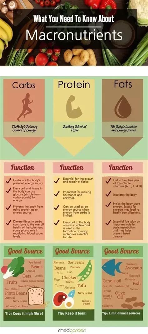 For Some Really Helpful Info About How Carbs Protein And Fats Actually