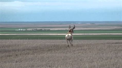 Pronghorn (Antilocapridae: Antilocapra americana) Male - YouTube