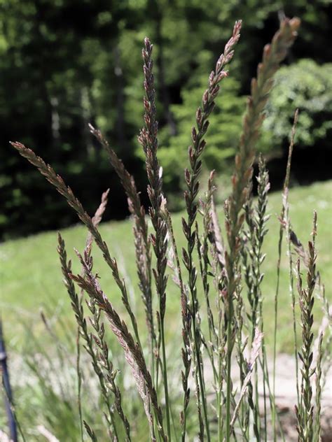 Le Ray Grass Anglais Pollinarium De Sainte Feyre