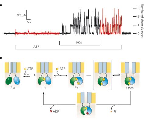 Opening And Closing Of Cftr Channels A Cftr S Regulatory R Domain