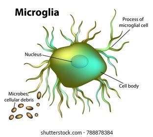 155 Microglia Images, Stock Photos, and Vectors | Shutterstock