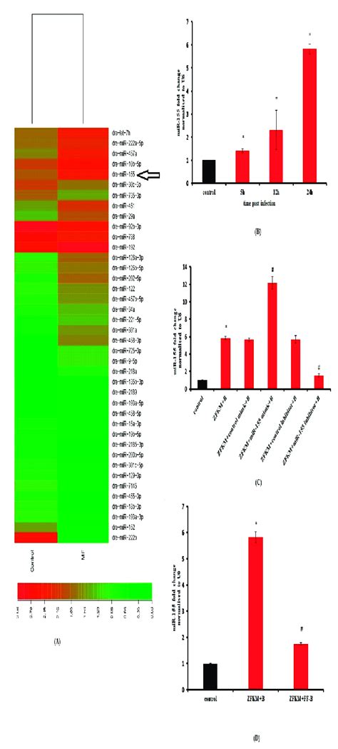 Mir 155 Is Up Regulated In M Fortuitum Infected Zfkm A Heat Map