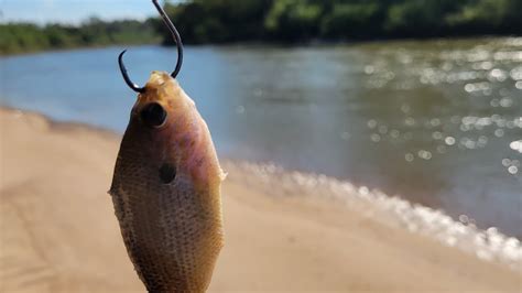 Using Cut Bait To Catch Big Catfish Brazos River YouTube