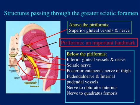 Ppt The Gluteal Region Buttock Powerpoint Presentation Free