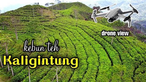 Kebun Teh Kaligintung Sumowono Drone View Kebuntehkaligintung Youtube