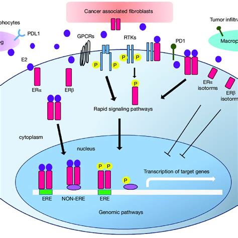 A Schematic Representation Of The Main Rapid And Genomic Estrogen Download Scientific Diagram