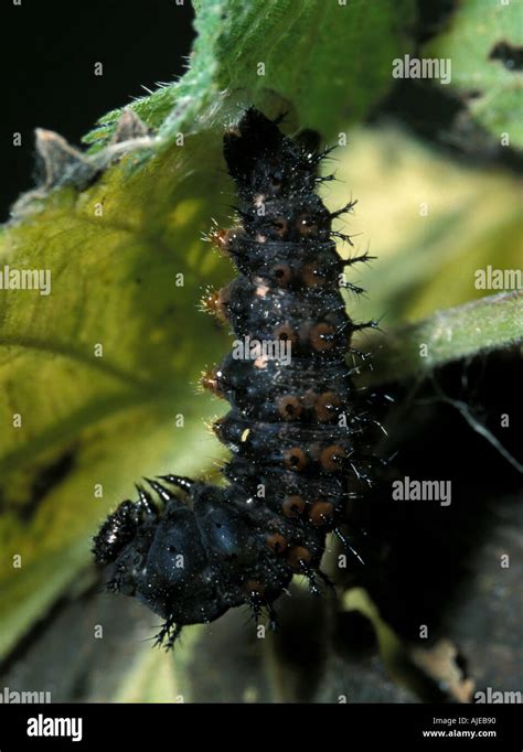 Red Admiral Butterfly Vanessa atalanta caterpillar larvae hanging on ...