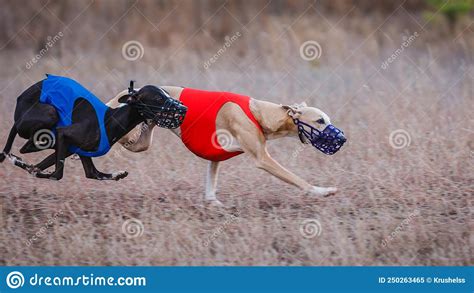 The Race of Greyhound Whippet. Field Coursing Competition Editorial ...