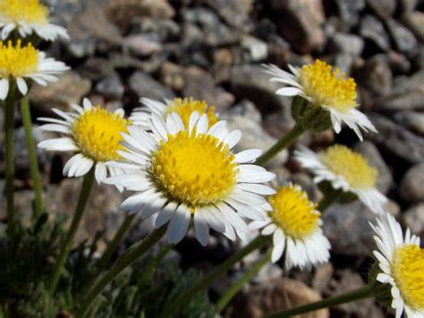 Erigeron Ochroleucus Asteraceae Twacar Flickr