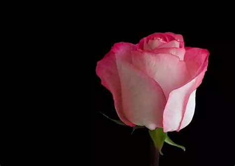 7 Macro Flower Photography Lighting Tips