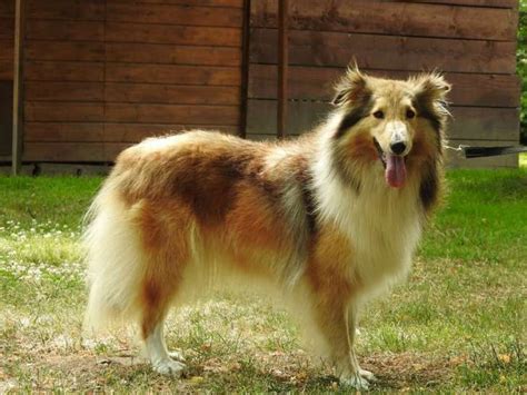 Chienne Berger Des Shetland Lof Fauve Charbonn De Ans La Vente