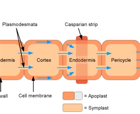 Difference Between Apoplast And Symplast Definition Process Characteristics