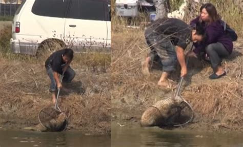 高雄浪浪後腿遭夾死困魚塭爬行 救難員揮網搶救險落水 Ettoday寵物雲 Ettoday新聞雲