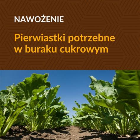 Nawożenie buraka cukrowego czyli co potrzebuje burak Osadkowski pl