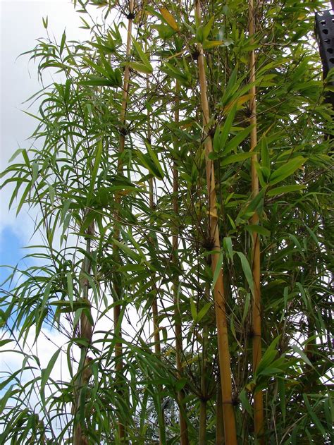 The Different Types Of Bamboo That You Should Know About