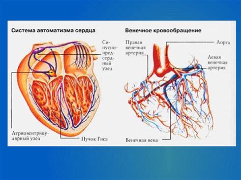 Анатомия сердечно-сосудистой системы - online presentation