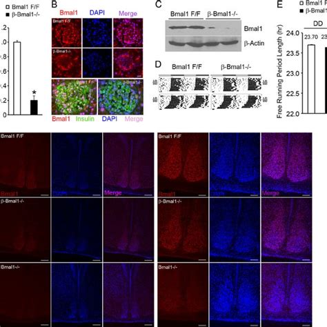 Bmal1 Regulates Antioxidant Genes In Cells A Relative Expression