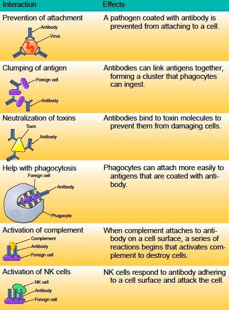 Antigen Antibody Reaction