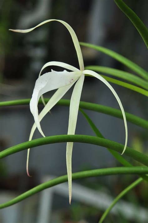 Brassavola Nodosa X Brassavola Cucullata La Foresta Orchids