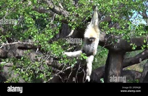 Swinging gibbon Stock Videos & Footage - HD and 4K Video Clips - Alamy