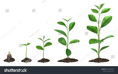 Realistic Plant Growth Stages Young Seed Stock Illustration 1762974287 ...