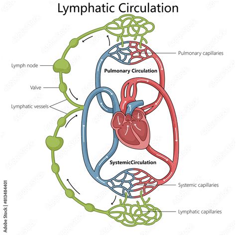 Human Lymphatic And Circulatory Systems Including Major Components