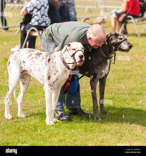 A Man With His Large Dogs At The All About Dogs Show At The Norfolk