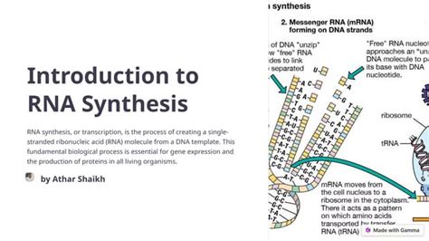 Introduction And Importance Of Rna Synthesis Pptx Free Download