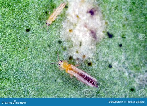 Thrips Tabaci Order Thysanoptera on Damaged Plant Stock Photo - Image ...