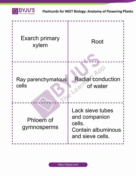 Anatomy of Flowering Plants - Flashcards for NEET Biology