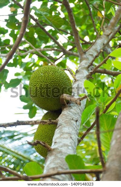 Fresh Green Jackfruit Artocarpus Heterophyllus Hanging Stock Photo