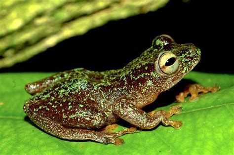 Amphibians - Facts, Characteristics, Anatomy and Pictures