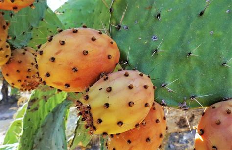 What Is A Sabra Fruit Natures Exotic Gem Israel By Locals