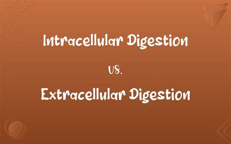 Intracellular Digestion Vs Extracellular Digestion Know The Difference