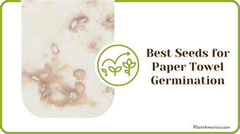 Germinating Seeds In Paper Towel Top Expert Secrets Revealed Plant