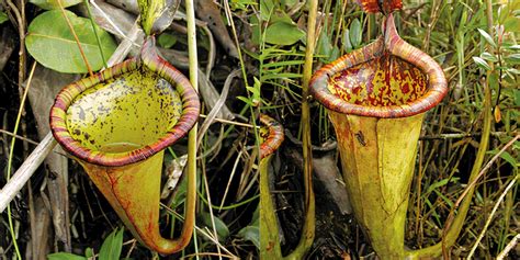 Weird Plants Explore Some Of The Strangest Plants In The World