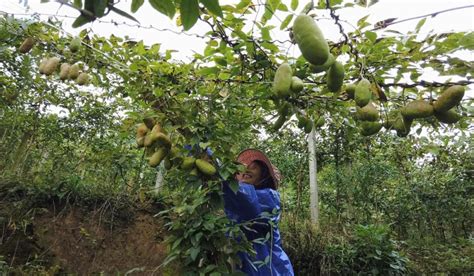 村里的直播间：黄果树六合村八月瓜产销一体正忙时澎湃号·政务澎湃新闻 The Paper