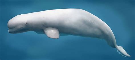 NOAA Species Spotlight: Cook Inlet Beluga Whale | Beluga whale, Beluga