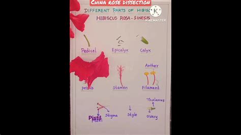 Dissection Of Hibiscus 🌺 Hibiscus Rosa Sinensis Parts Of Flower