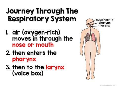 The Circulatory System and Respiratory System - Bright in the Middle