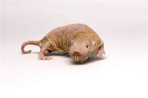 Naked Mole Rat Heterocephalus Glaber Joel Sartore