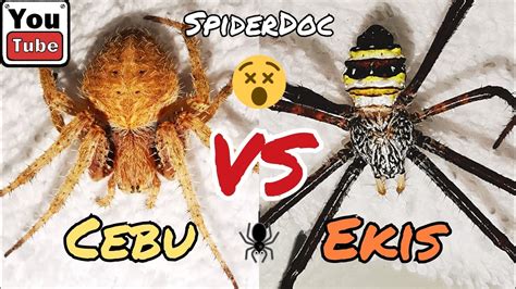 EKIS Vs CEBU Yellow Spider Pag Kinagat Mo Ako Tatamaan Ka Din Sakin