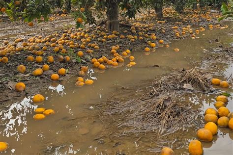 Agroseguro abona los primeros 13 2 millones de indemnización por la