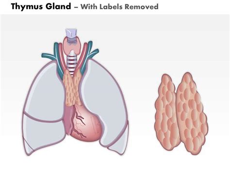 Thymus Gland Anatomy