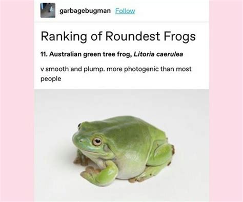 10.9k Likes, 136 Comments - 🐸Frog meme page🐸 (@frog.page) on Instagram ...